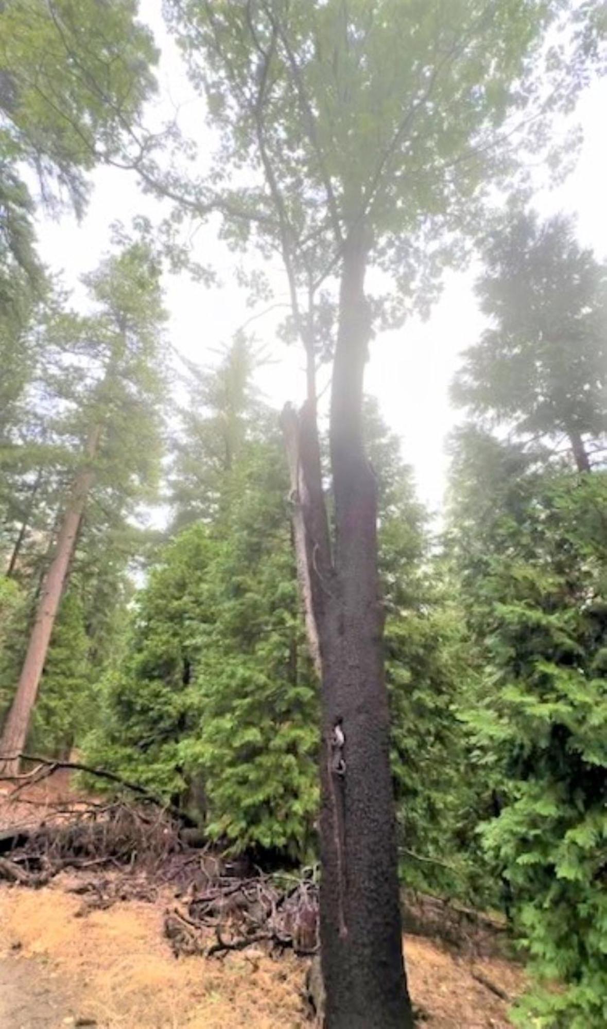 North Bay At Lake Arrowhead Blue Jay Buitenkant foto